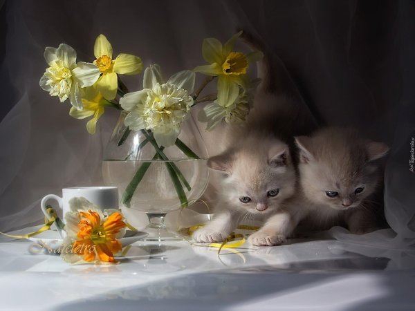 весеннего настроения котики