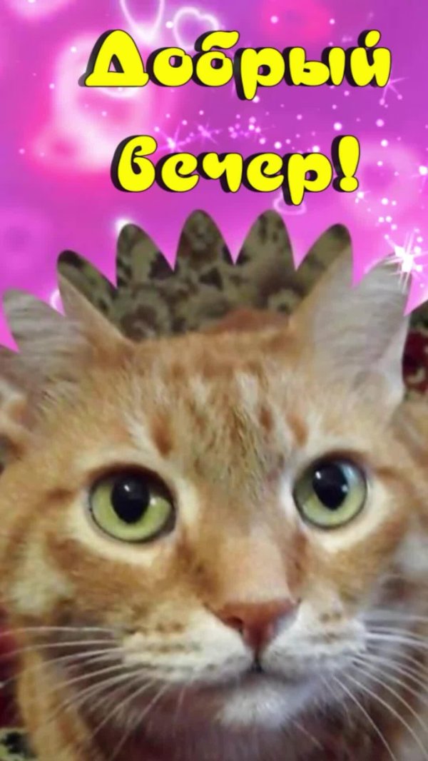 добр вечер