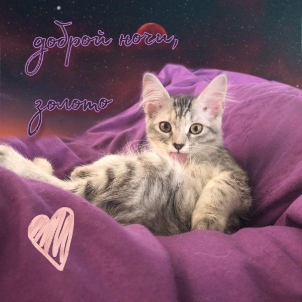 котик доброй ночи
