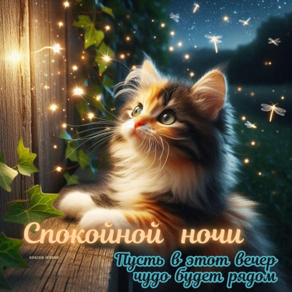 Добрый вечер с котиками