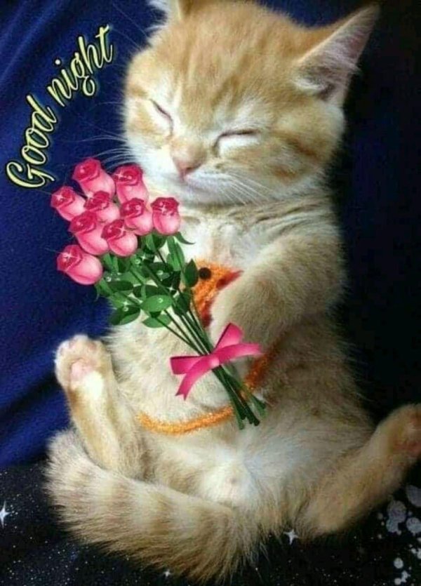 рыжий котик и цветок