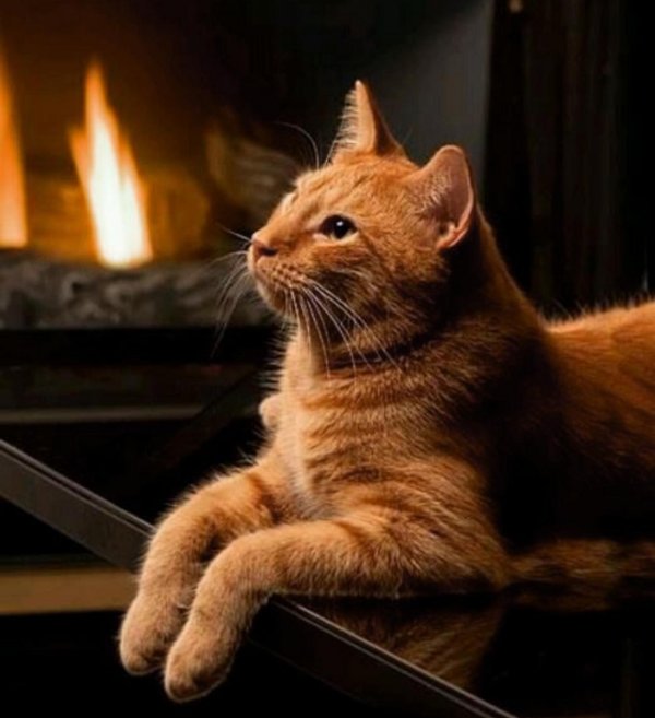 кот у камина