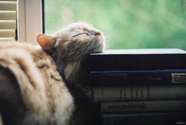 книга котики