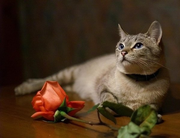 очаровательные кошки