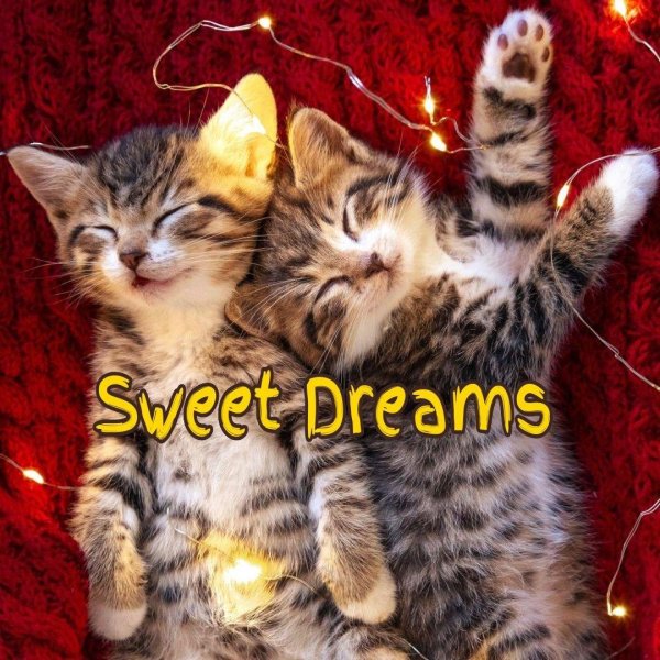 спящий котенок