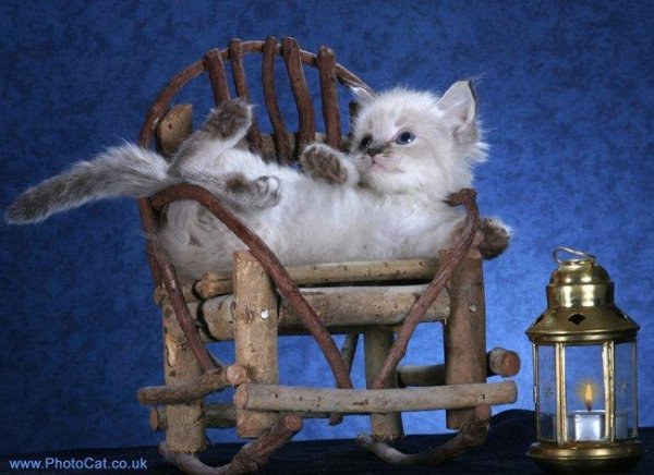 доброго вечера с котиками