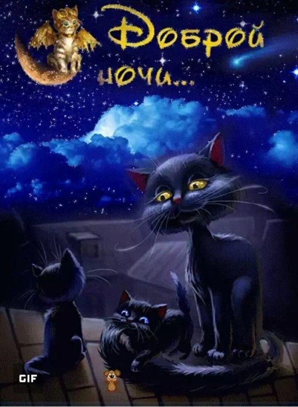 кошка ночь