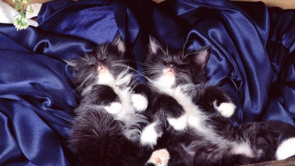 спят котята