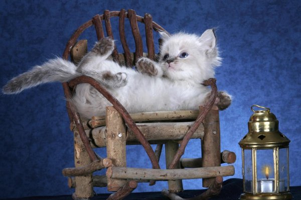 невская маскарадная котенок