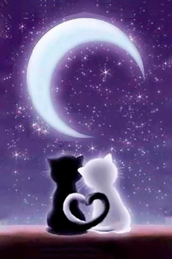 влюбленные котики