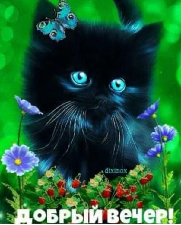 чëрный котëнок