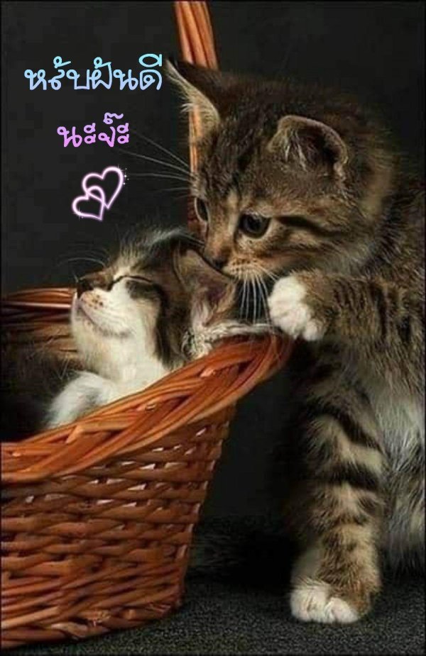 очаровательные котята