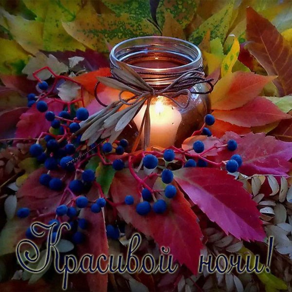 осенние цветы вечером