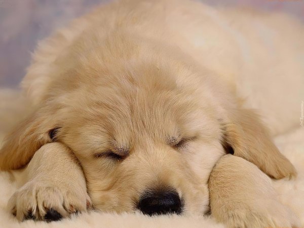 щеночек спит