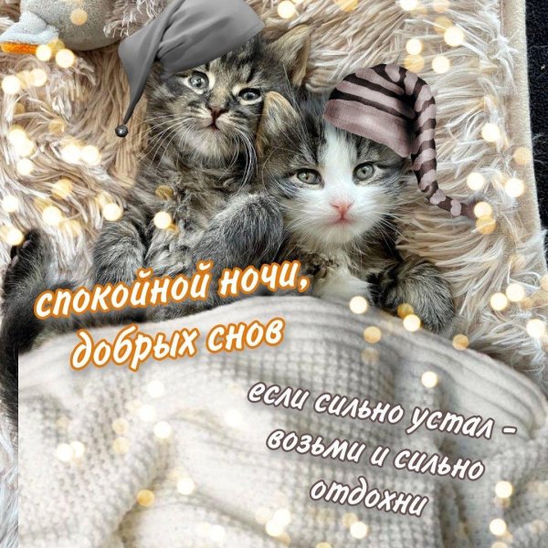 сладких снов с котом прикольные