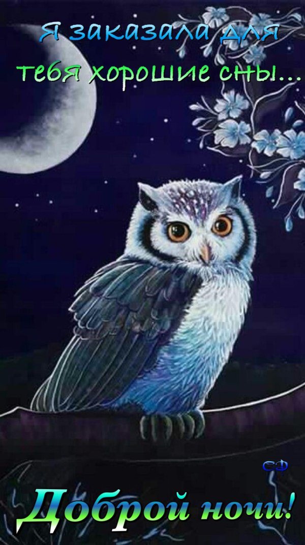 ночная соваnight owl1993