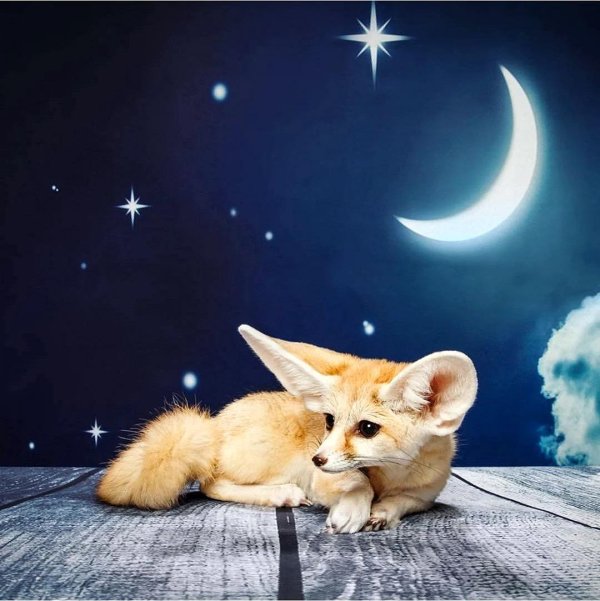 домашняя лиса фенек