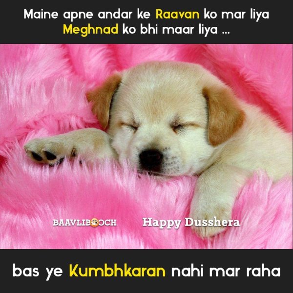 puppy golden retriever