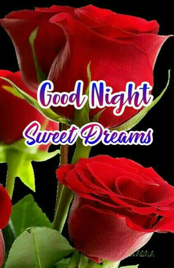 красивая роза