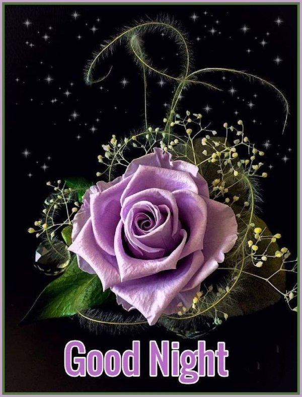 Доброй ночи розы