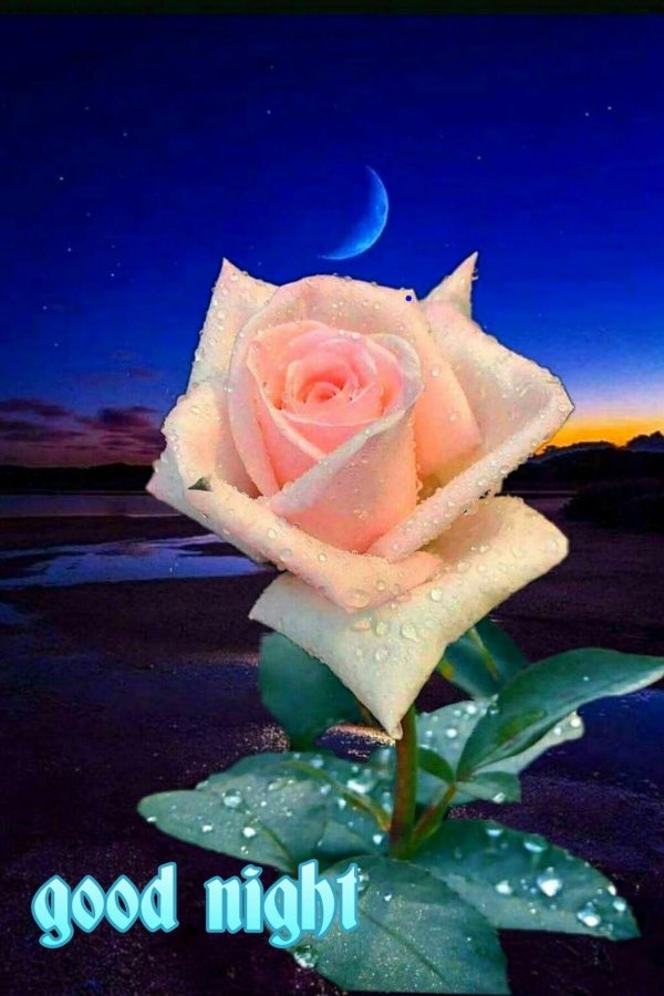 ночной цветок