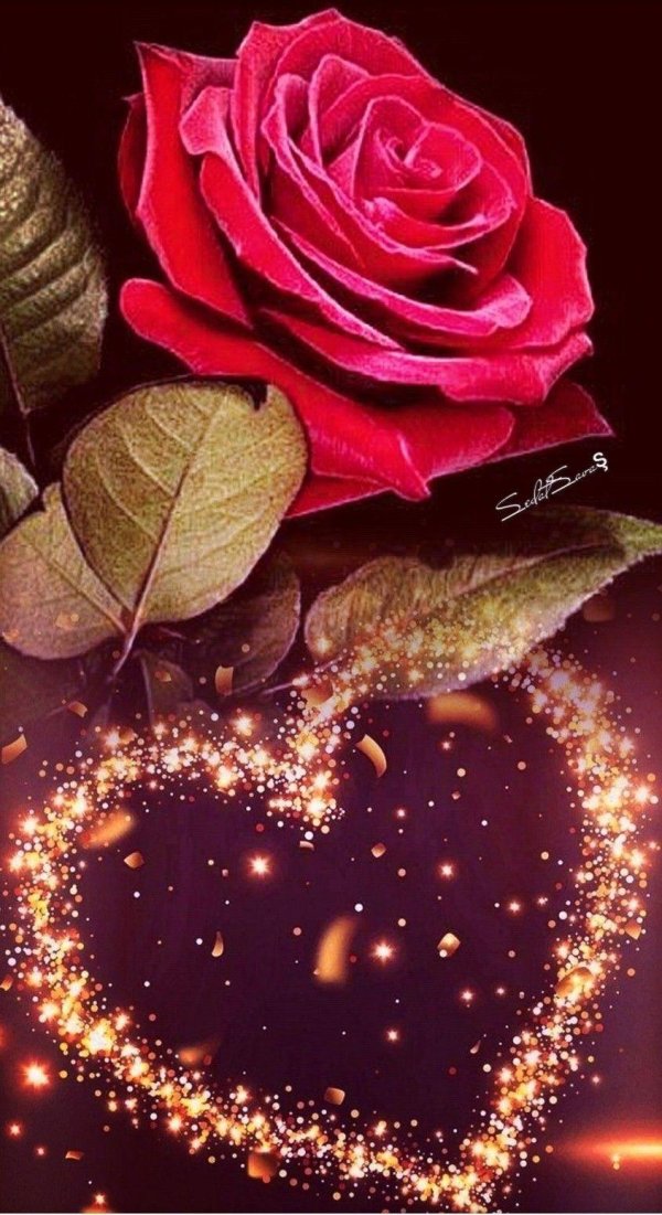 роза сердца