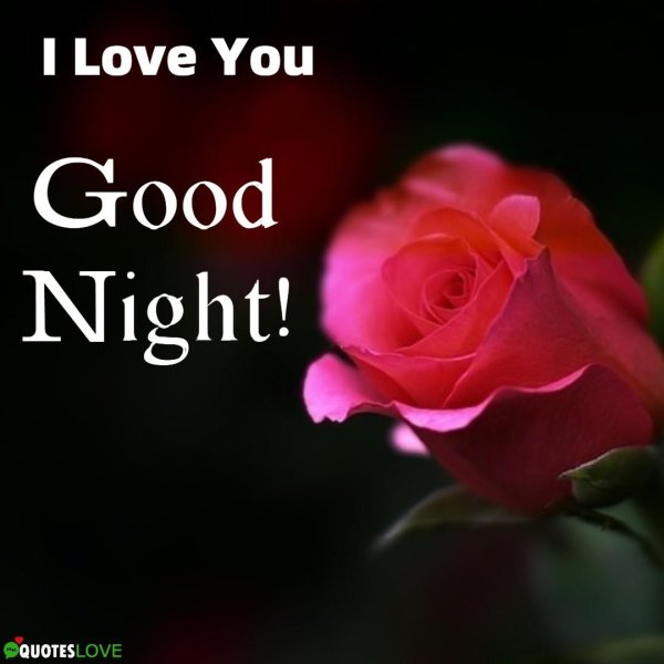 good night roses