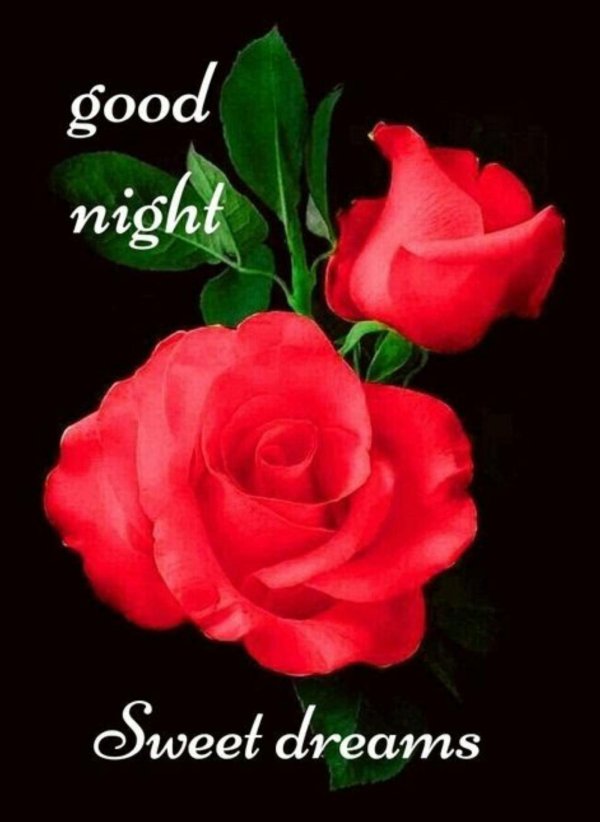 good night roses