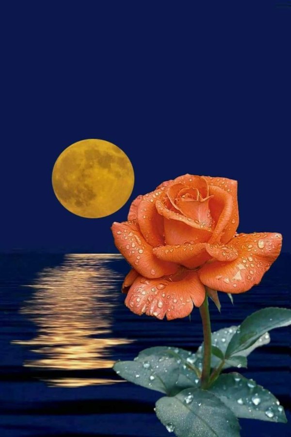 лунные цветы