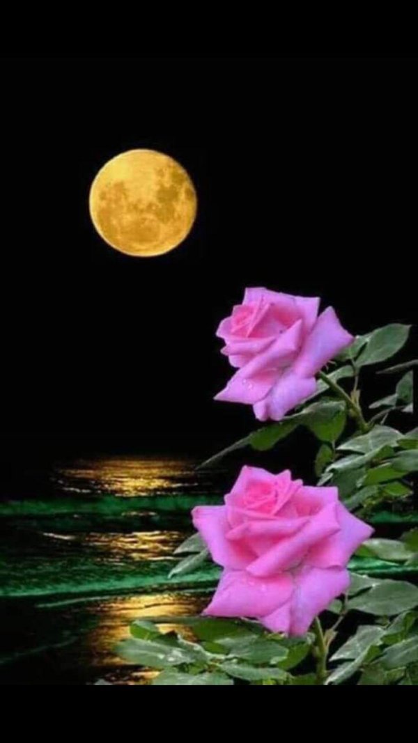 ночная роза