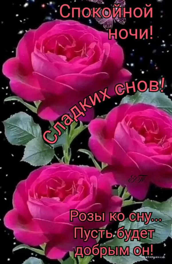 сладких снов розы