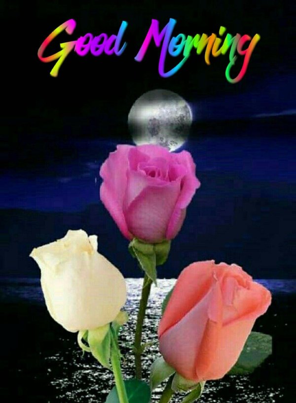 доброй ночи с розами