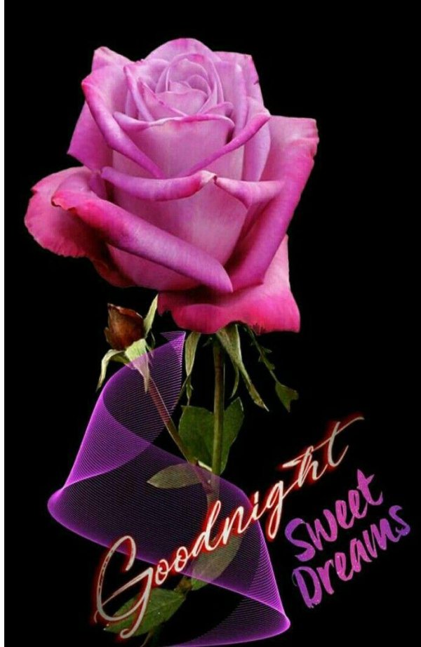 сладких снов розы