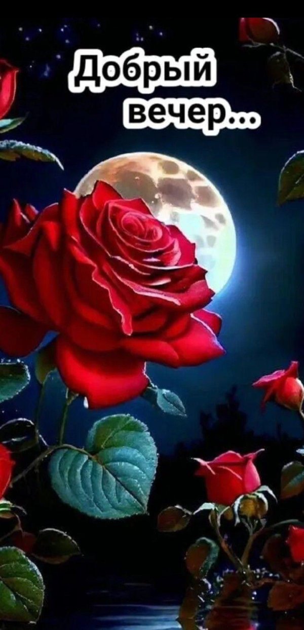 добр вечер