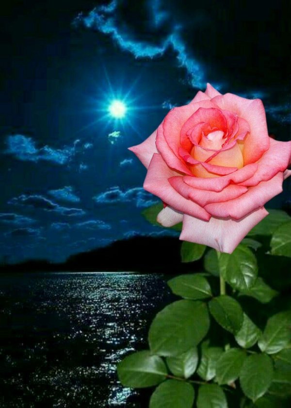 розы ночью