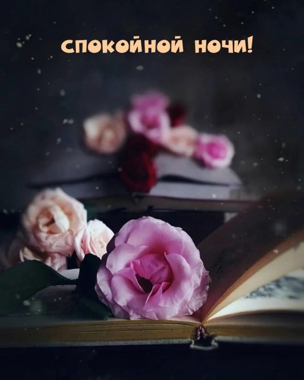 спокойная ночи