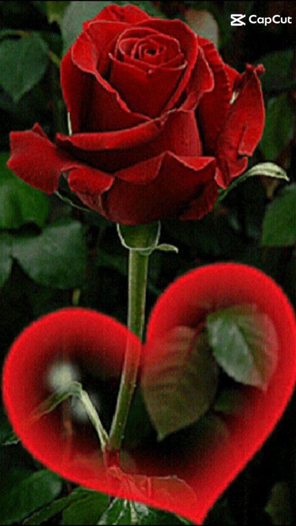 красная роза