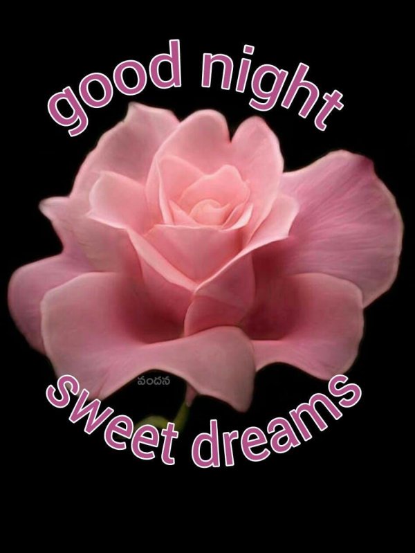 розы спокойной ночи