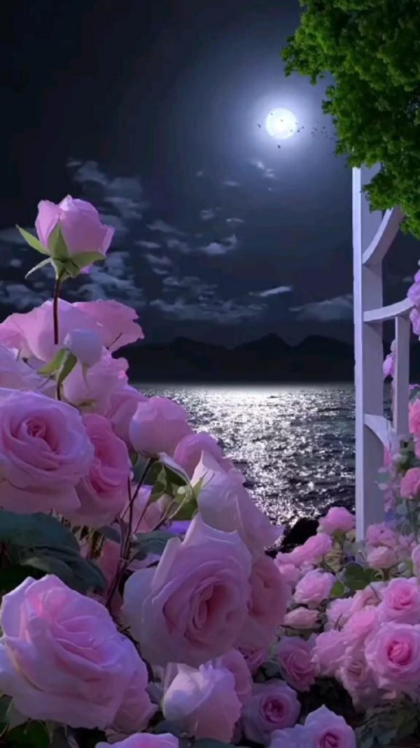 ночная роза