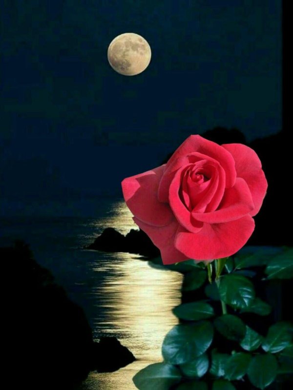 добрая ночь