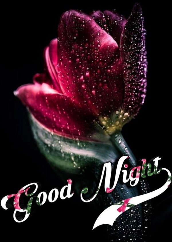 анимационные тюльпаны