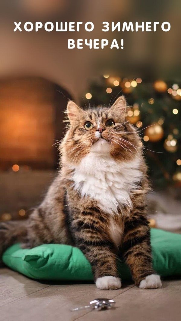 кот красивое