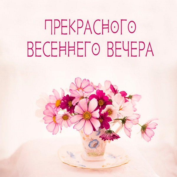 цветок космеи