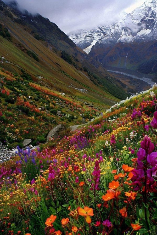 the valley of flowers