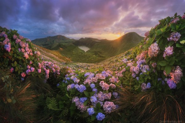 азорские острова гортензии