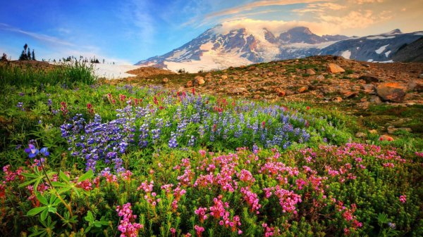 wild mountain flowers