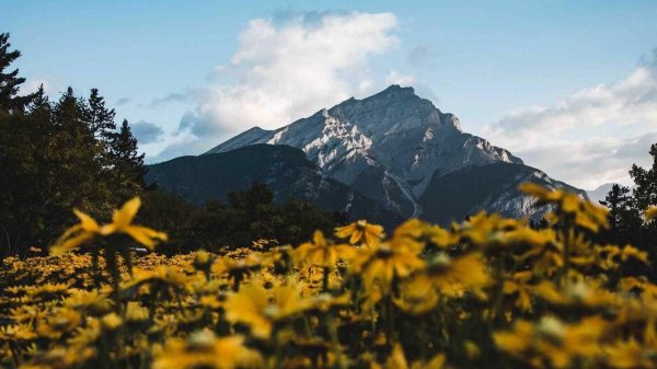 растение на вершине горы