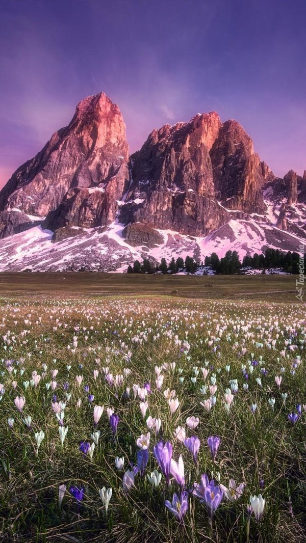 цветочное поле