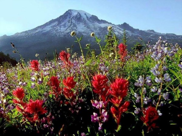 mt rainier national park