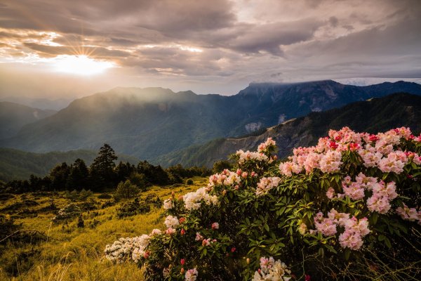 сочи рододендроны красная поляна